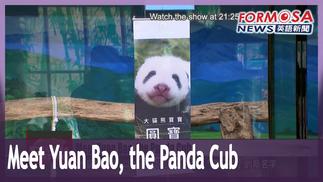 Taipei Zoo’s giant panda cub named Yuan Bao in online public poll