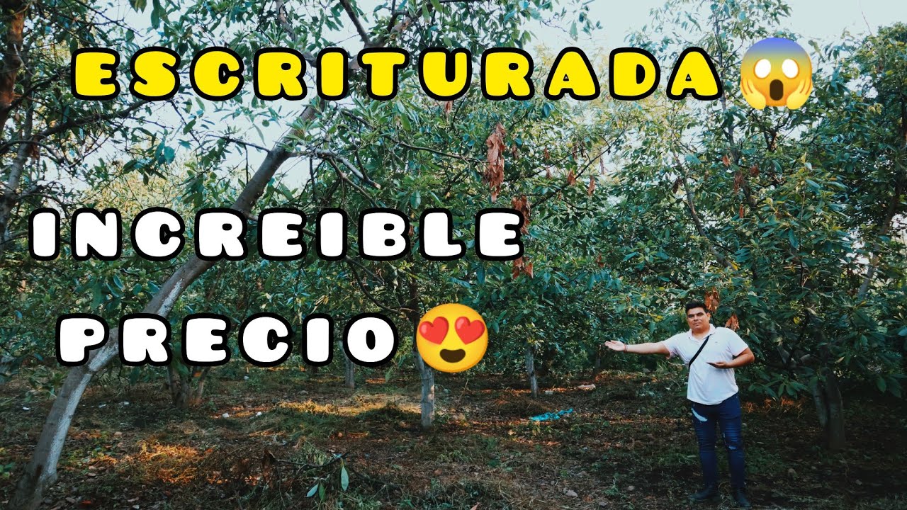 SUPER REMATE DE HUERTA DE AGUACATES TIPO HASS😱
