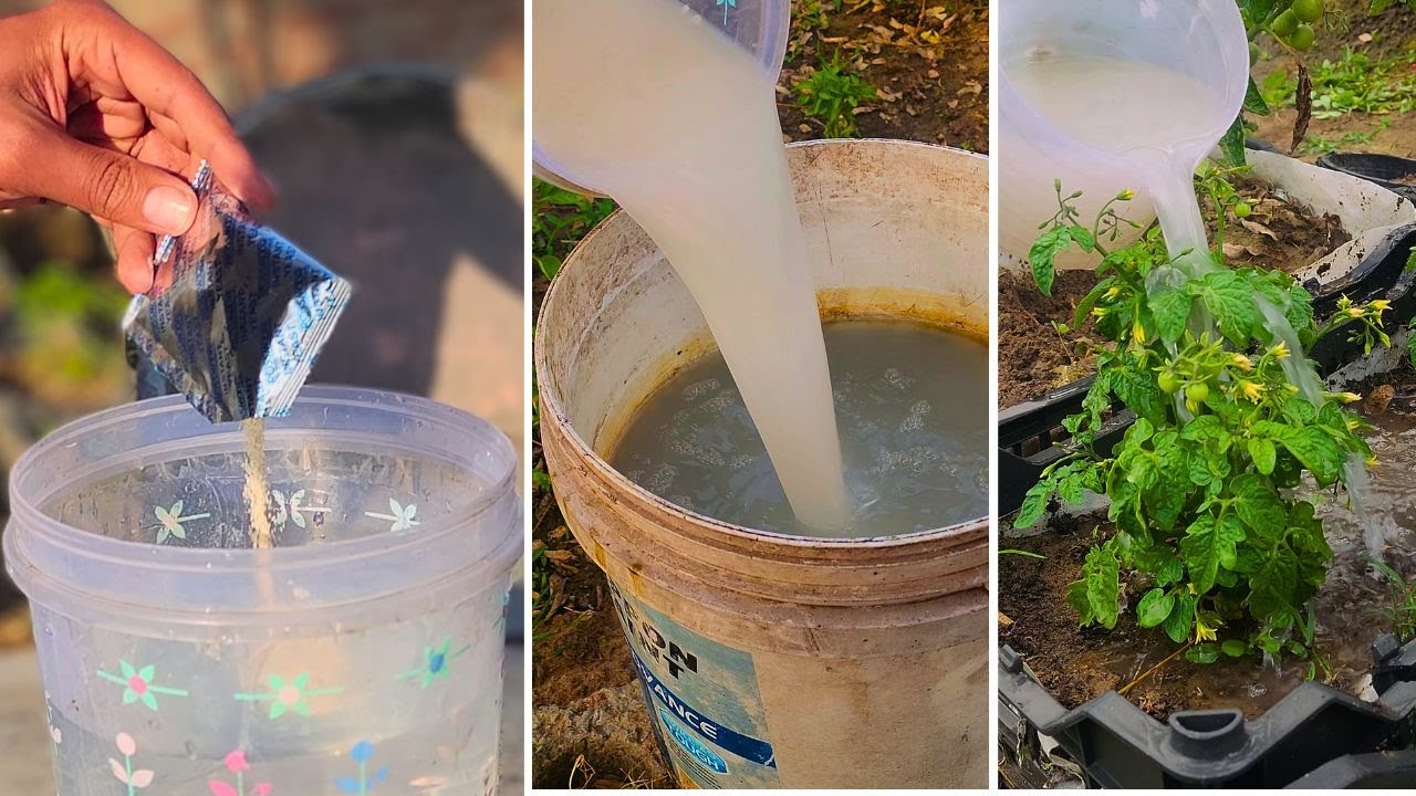 Stop Wasting Money! Make This Super Fertilizer at Home! 🏡🌱