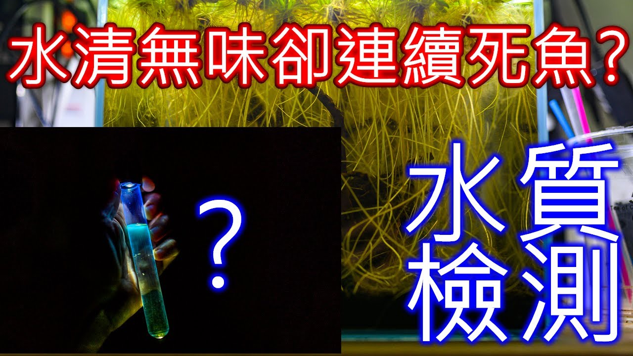 魚一直死!? 水清無味卻死魚抓出真正的兇手 | 魚缸水質自由基檢測劑 | 水質汙染指標 | 澈方微缸