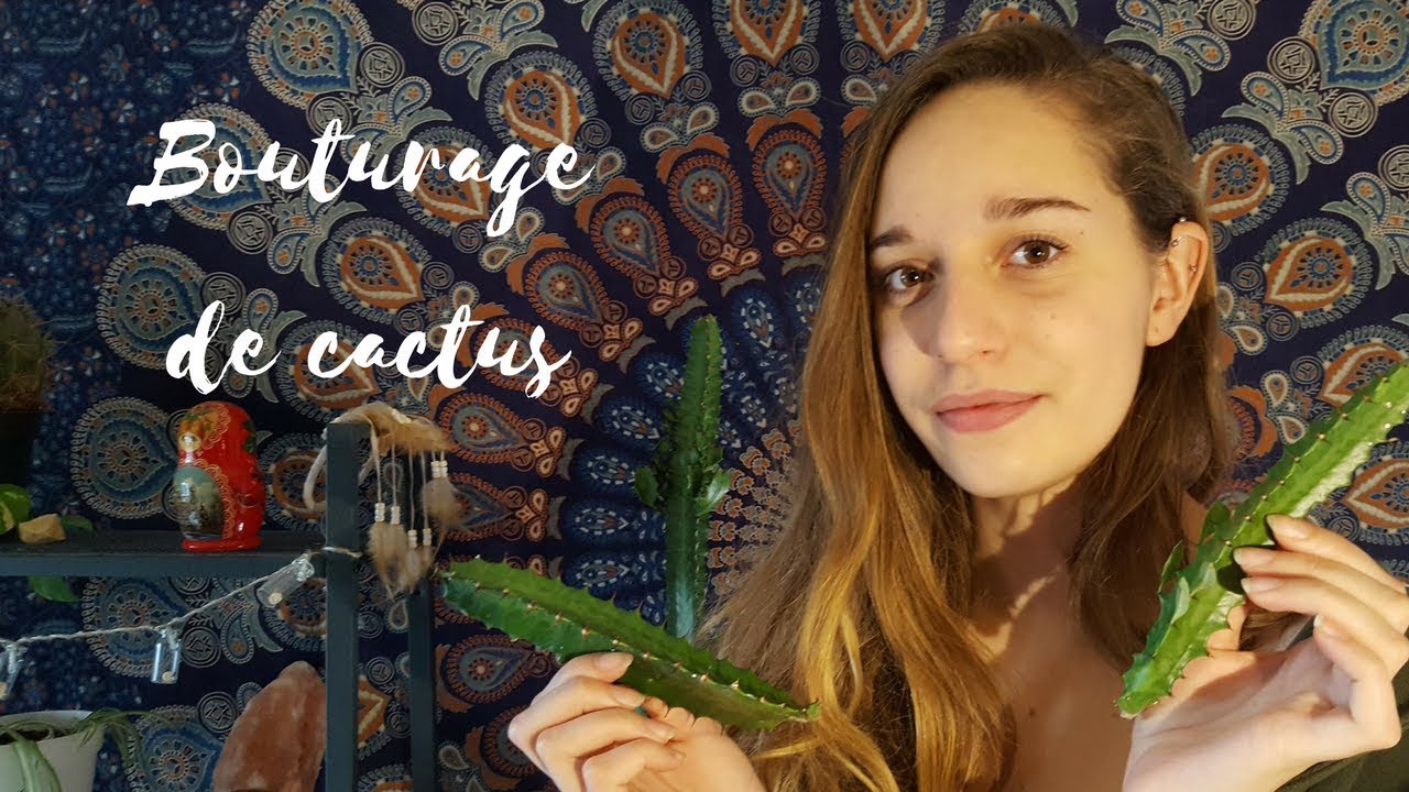Bouturage de cactus