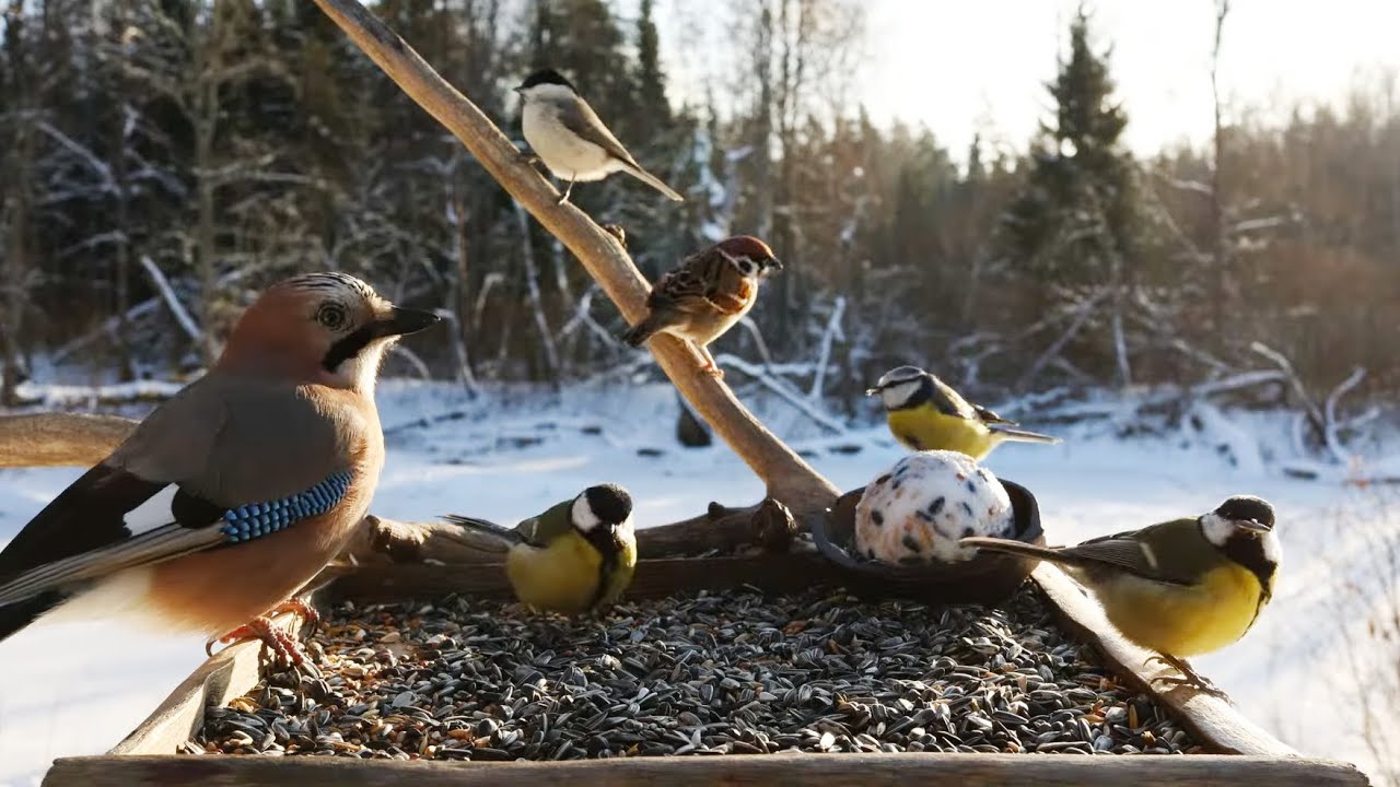 🔴 Forest Bird Feeder | Relaxing Nature Sounds from the Forest [ 2026/1/25 ]