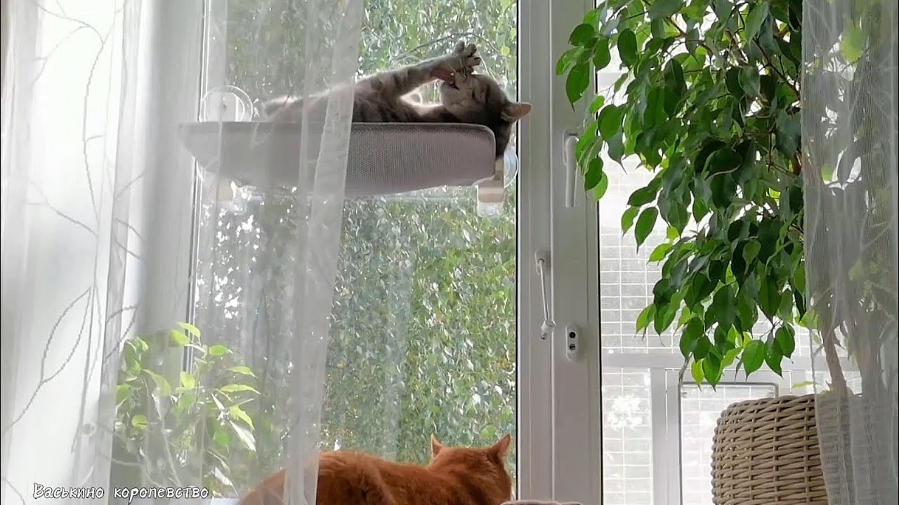 Грандиозный тыгыдычный расколбас #озвучка 