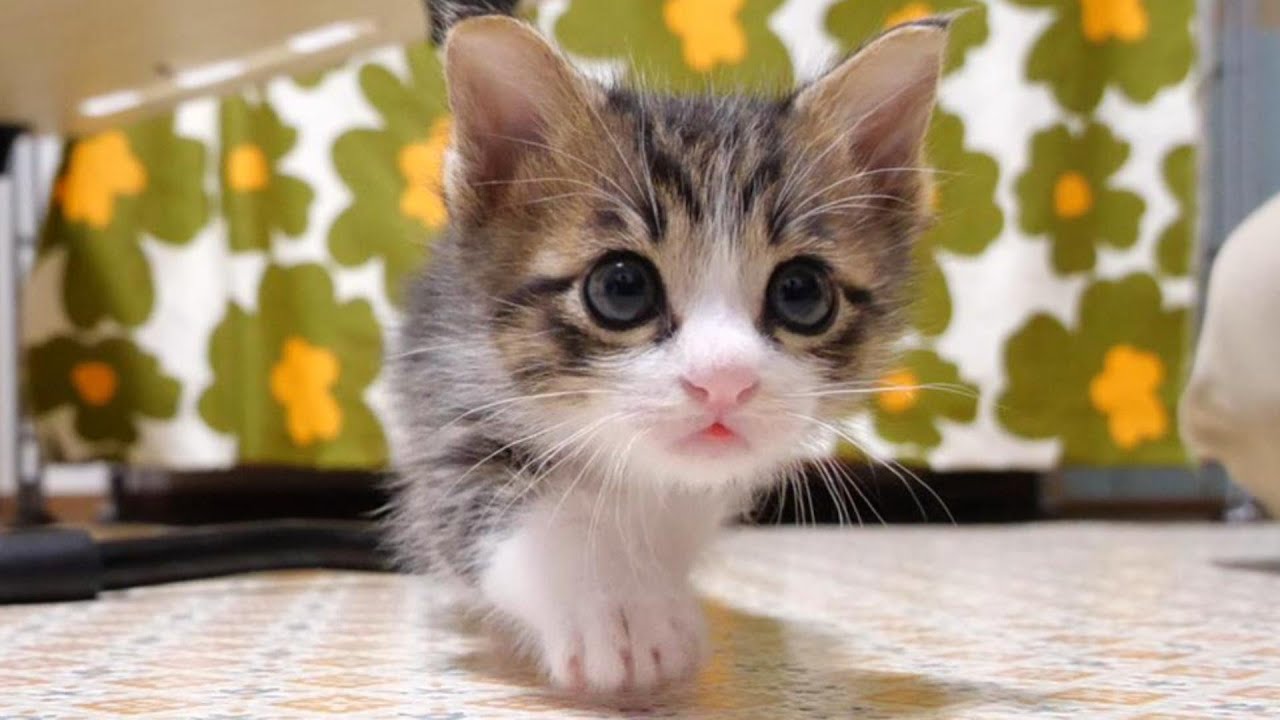 Котёнок идёт тихо, как ниндзя [котёнок/защищённый кот]