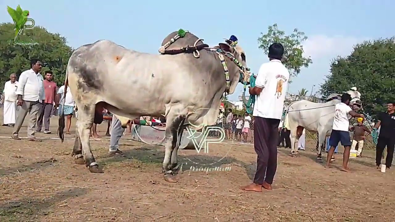 ఎడ్ల పందాలు/ఎడ్లు బండ లాగుడు పోటీలు/రెండు రాష్ట్రాల పోటీలు