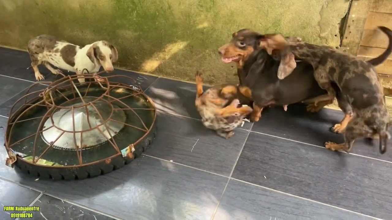 Đàn cún lạp xưởng cái giống đủ màu sắc