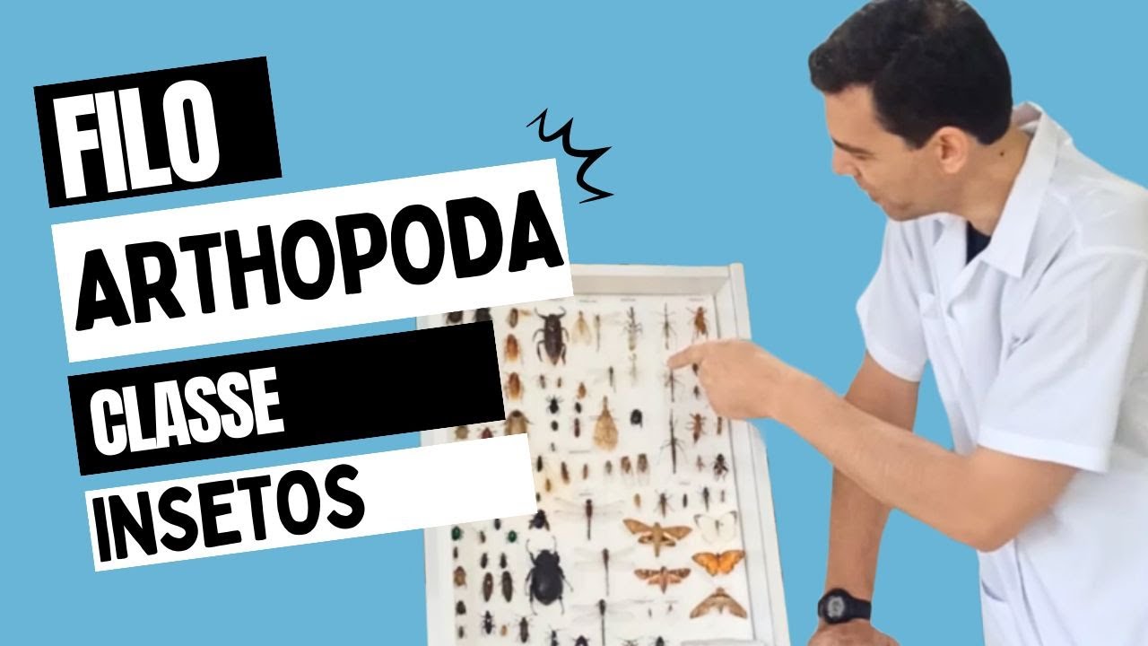 Filo Arthropoda Classe INSETOS