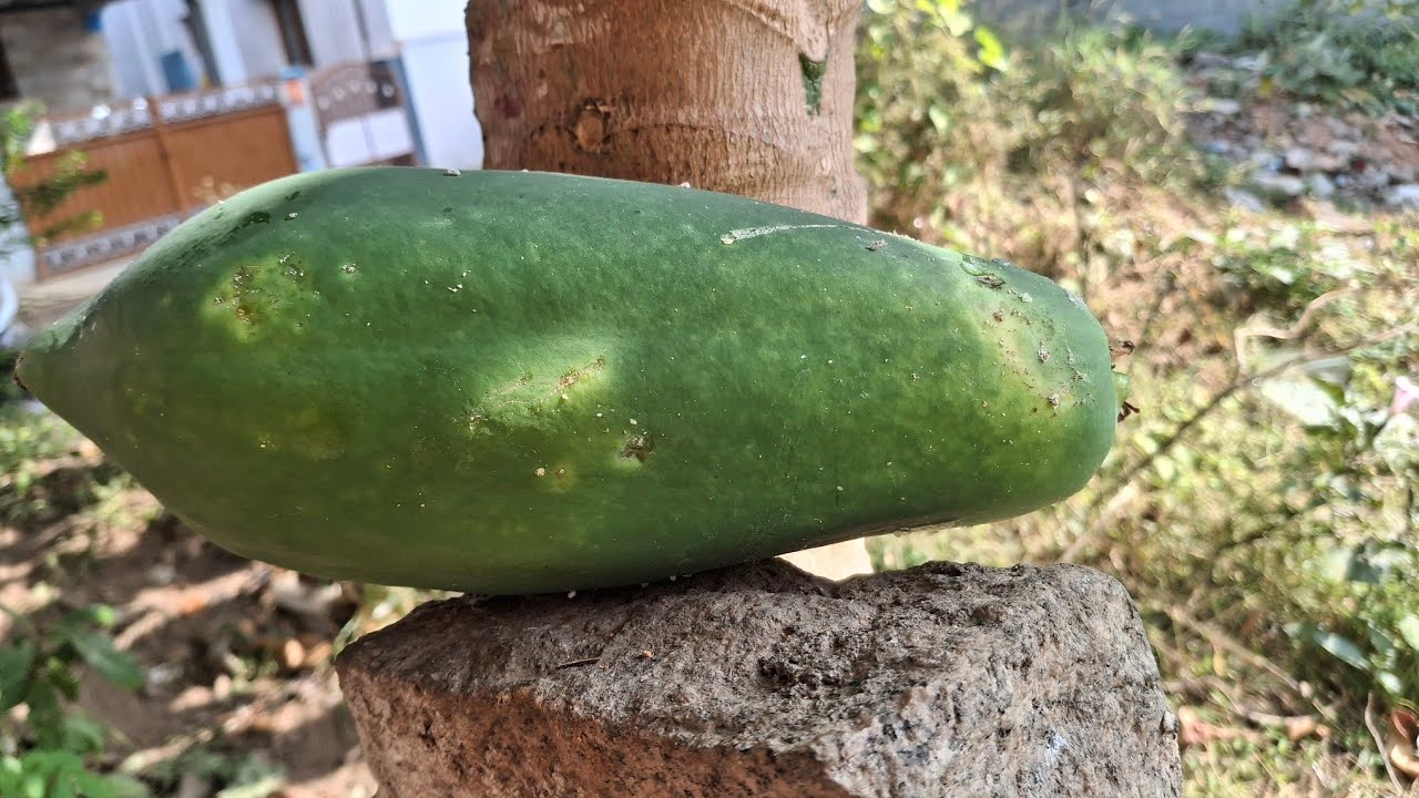 உருளைக்கிழங்கு மாதிரியே ஒரு வறுவல்! இந்த காய்ல செஞ்சிபாருங்க சூப்பரா இருக்கும் பப்பாளி காய் வறுவல் 😋