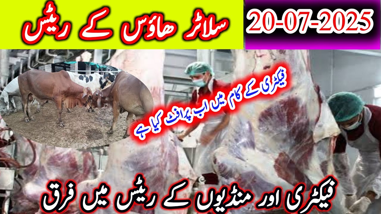 Slaughterhouse rates in pakistan 2025/latest meat price /meat fresh updates #shahmuqeemcattlefarm
