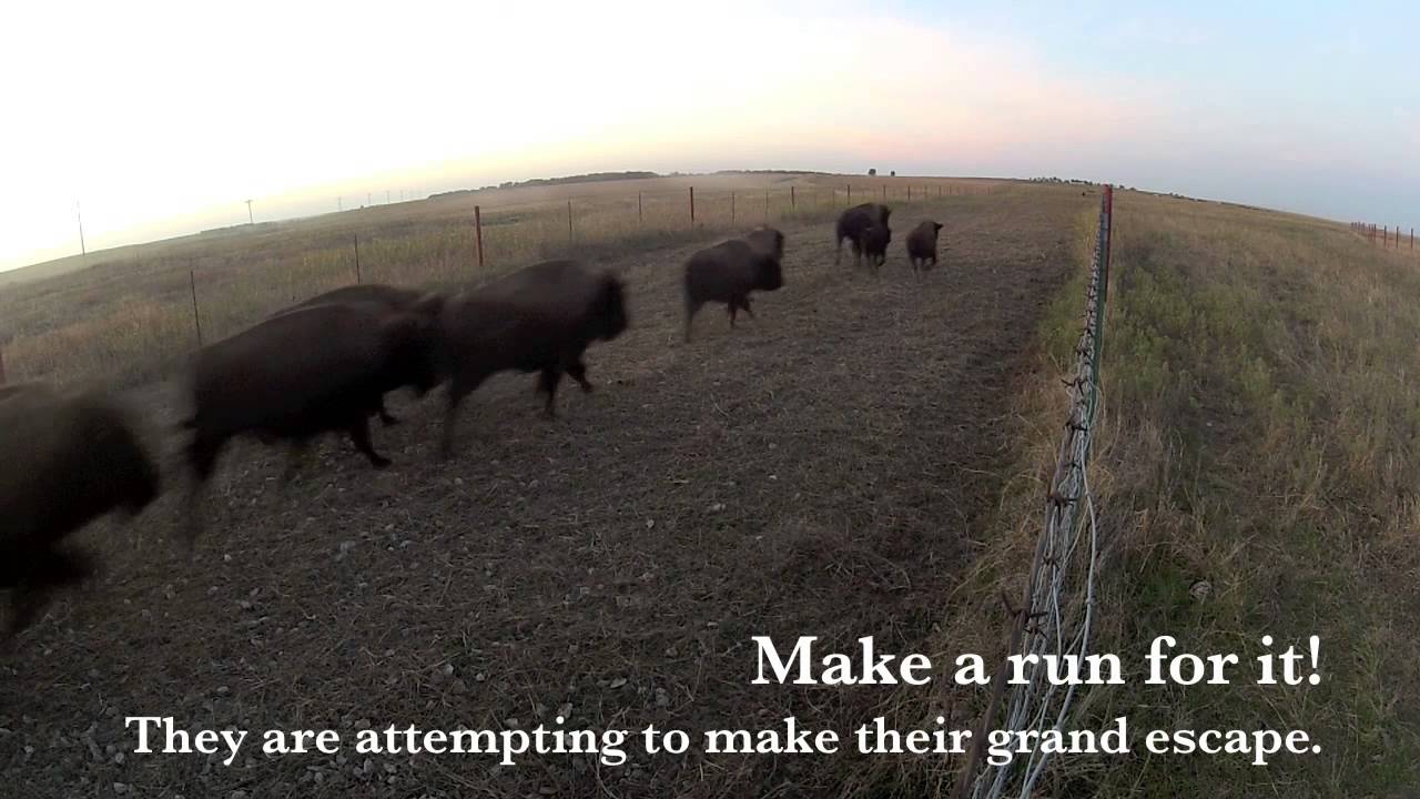 Inside the Stampede - Video