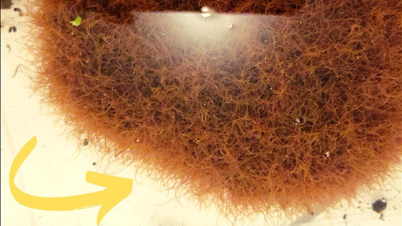😱ASI mantengo 10 Libras de TUBIFEX vivo te enseño cómo!🔴