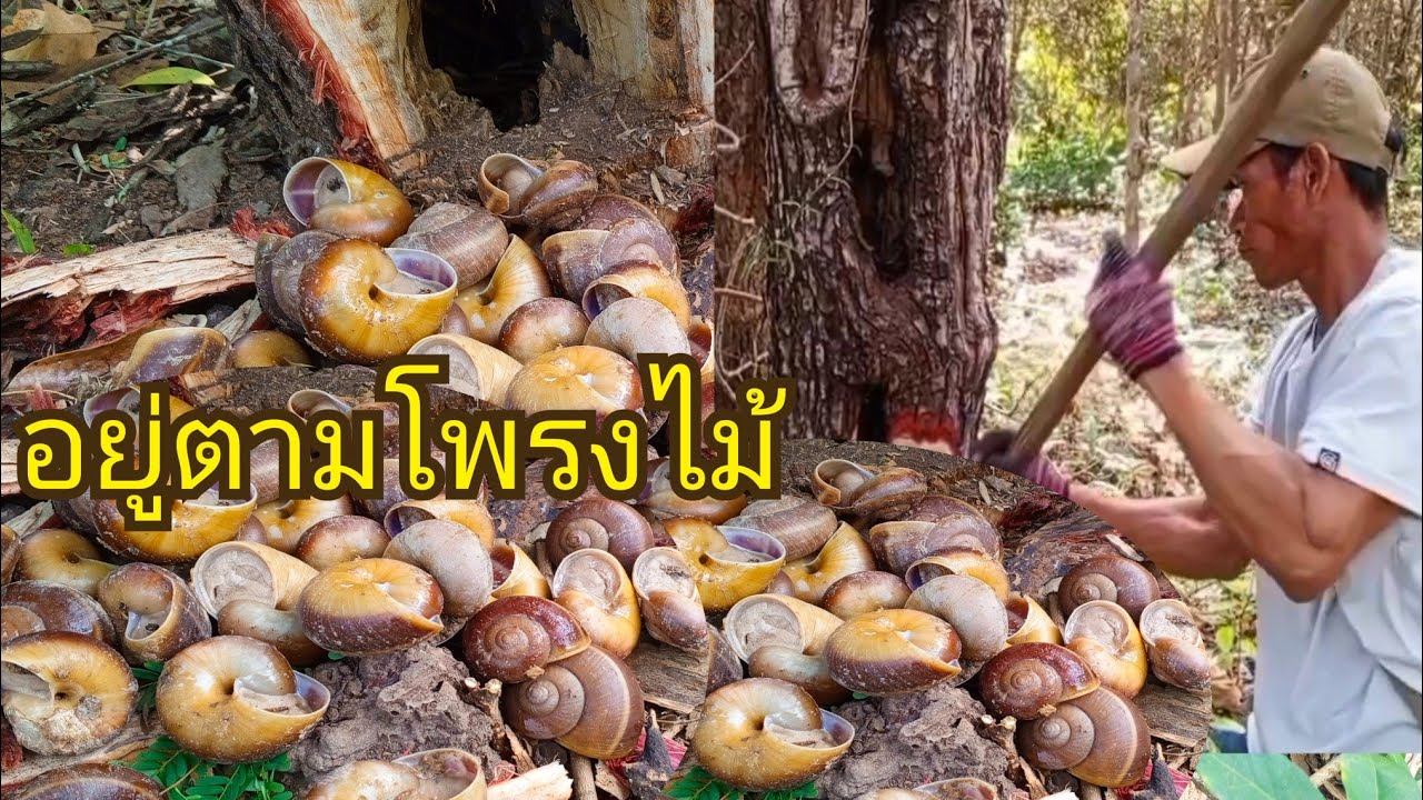 หาหอยเดื่อจำศีลวิถีชีวิตชนบทลาว🥰🥰
