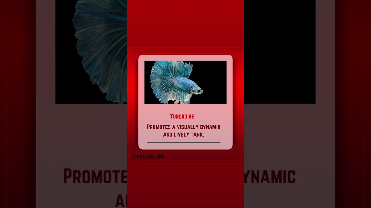 Top 10 Stunning Betta Fish Colors Explained