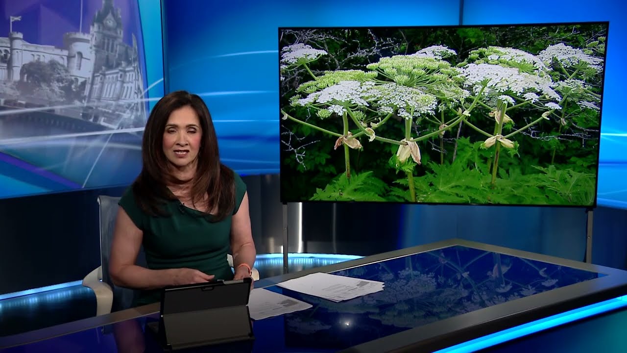 Giant hogweed on the River Urie with STV News