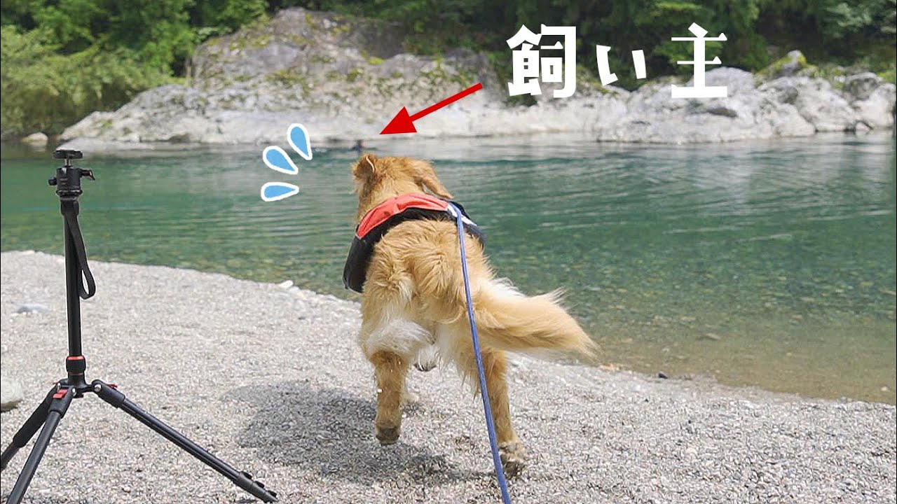 【涙腺崩壊】飼い主が川に飛び込んだ後愛犬が取った行動が・・・