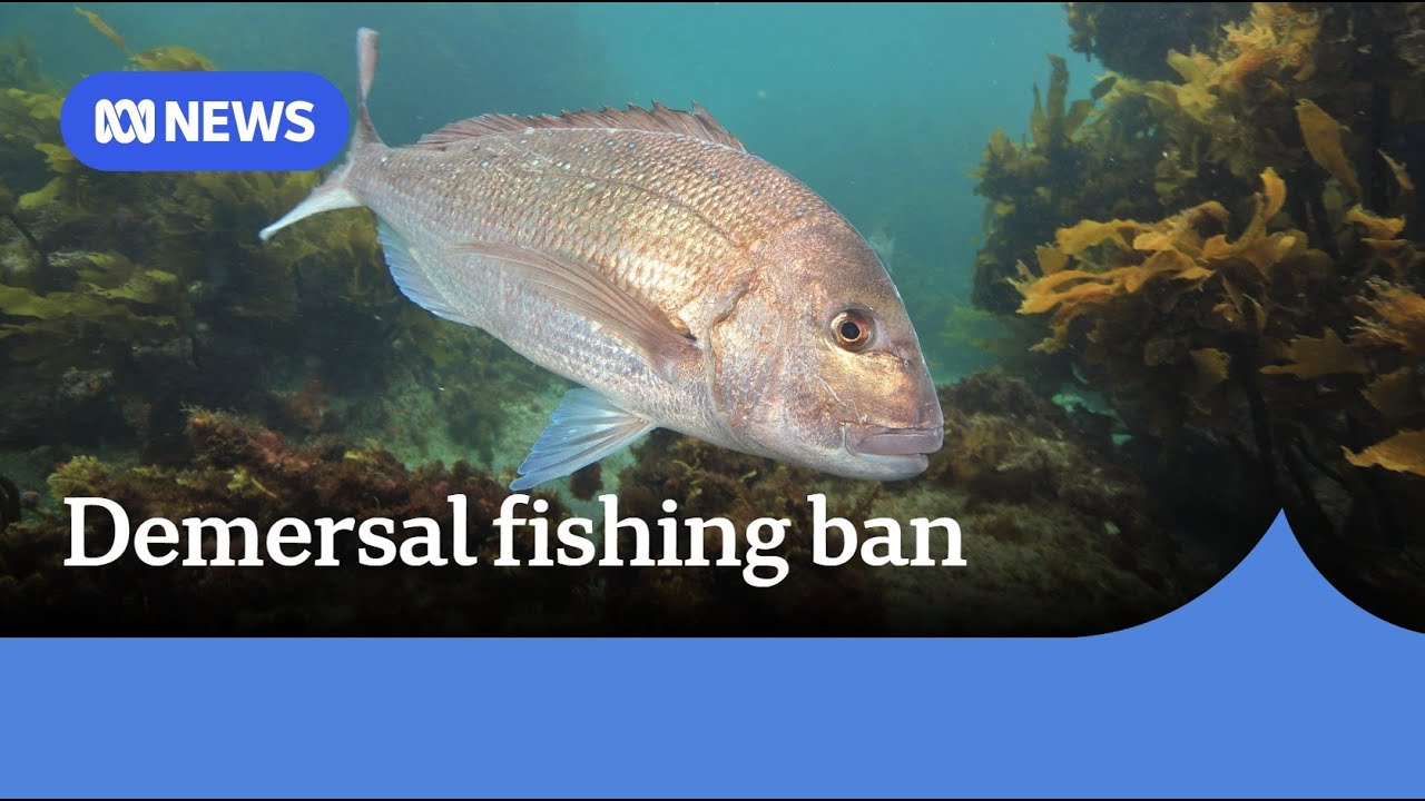 Grave fears for iconic species prompt strict bans on WA demersal fishing | ABC News