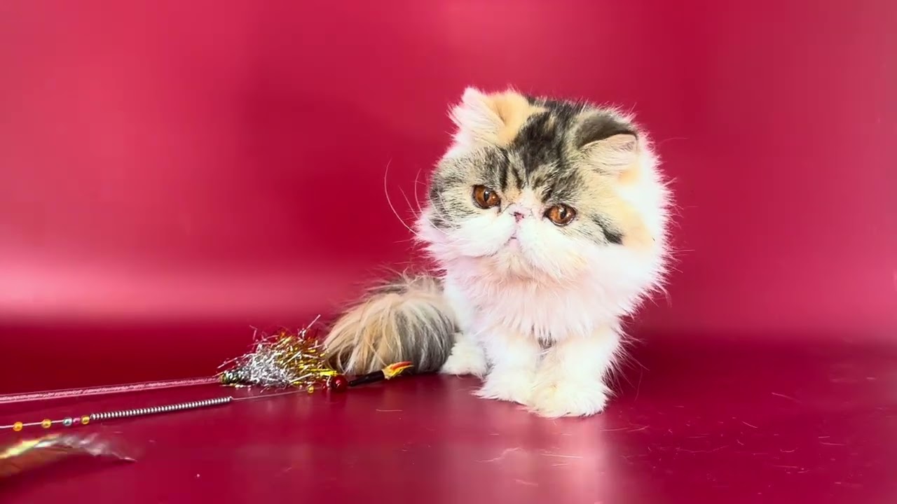 Persian Brown Patch Tabby and White Female of Majestymeow Cattery!