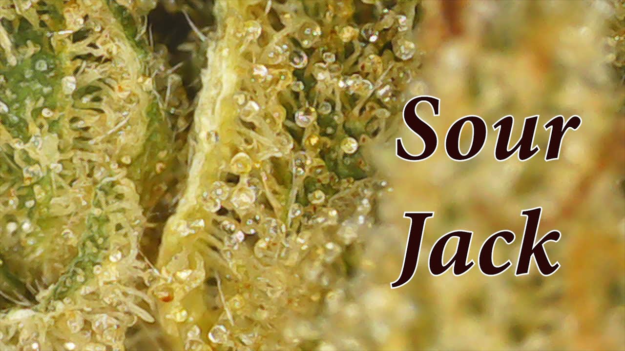 Strain Review - Sour Jack - Canadian Legal Market