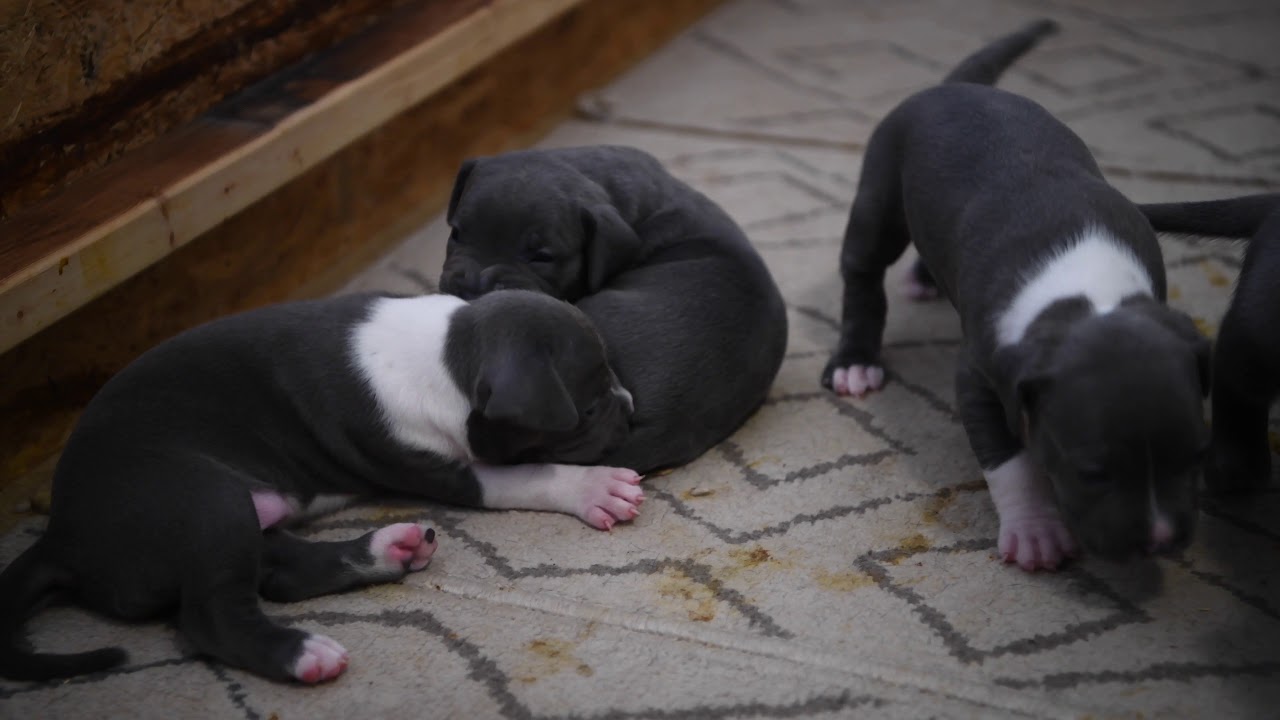 American Bully XL kennel Cyprus