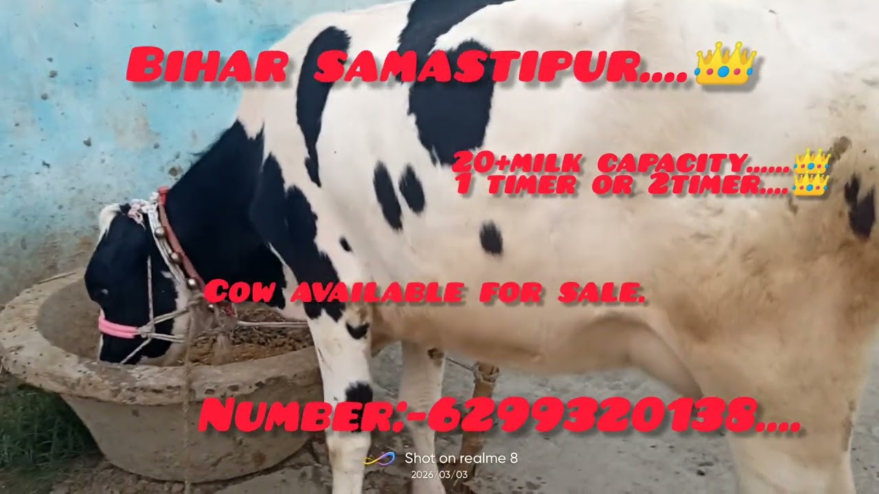 3march 20 se 30+ दूध देने वाली गाय बिक्री के लिए उपलब्ध है 2 दांत मुझसे संपर्क करें नंबर:-6299320138