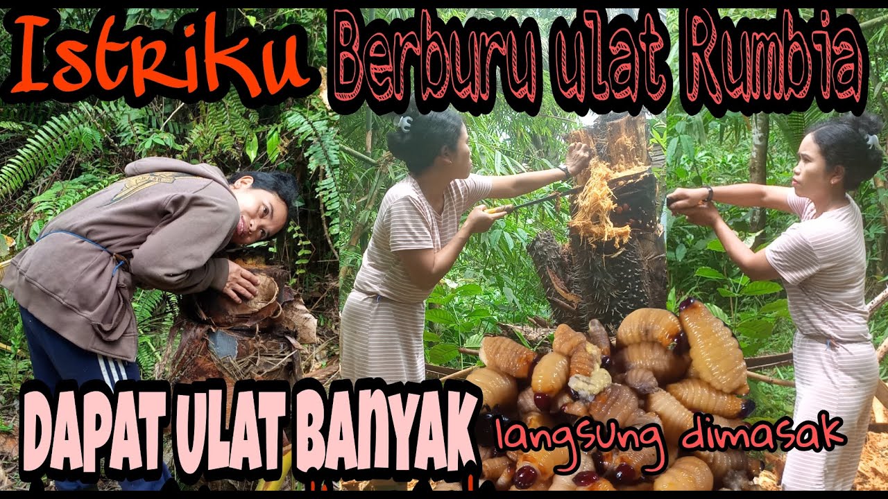 MAKAN ULAT