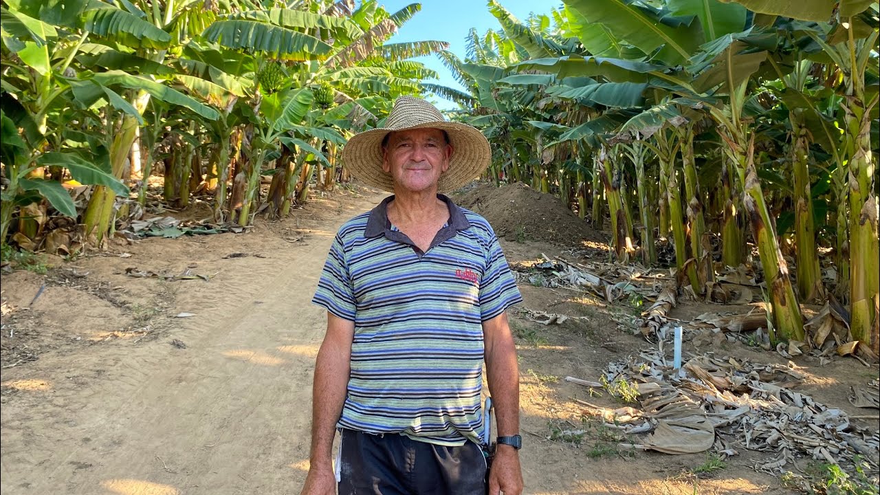 PLANTAÇÃO DE BANANA NO SERTÃO DA BAHIA L PIRITIBA