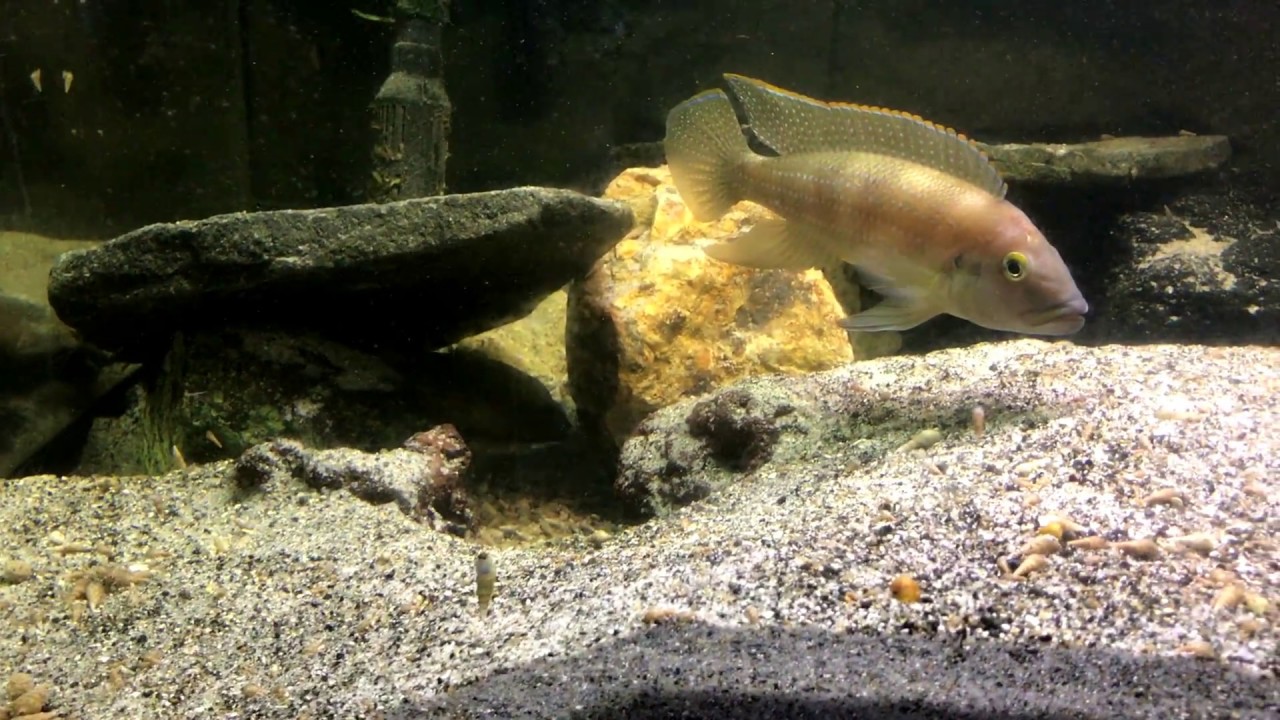 Neolamprologus tetracanthus　Pair 2