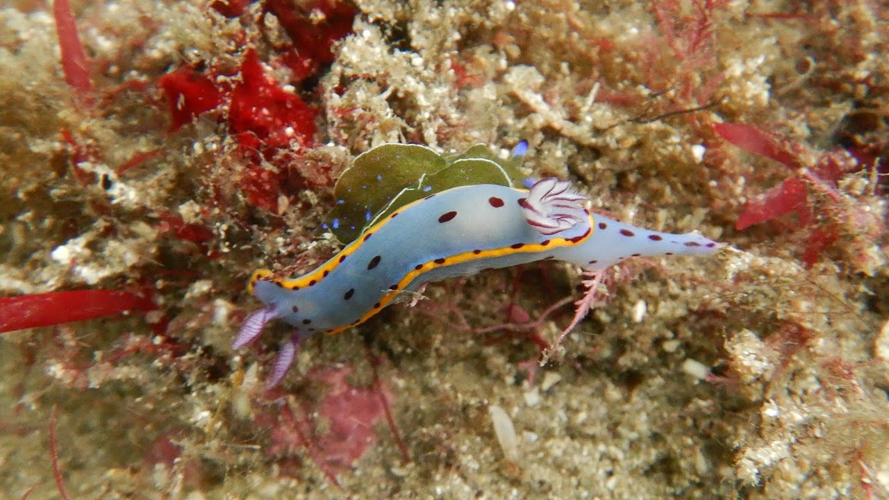 Photo Dive   Dec 2023