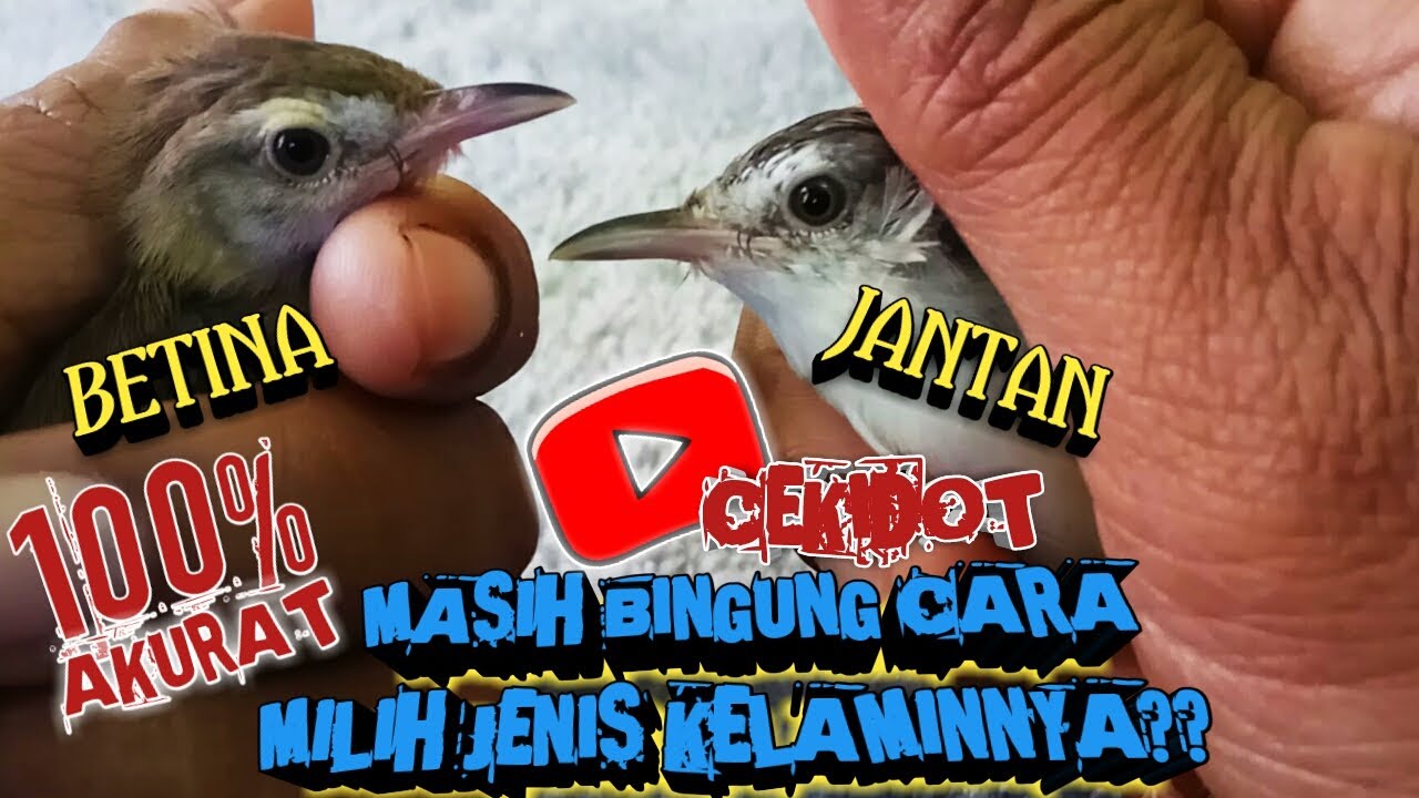 CARA MEMBEDAKAN PRENJAK SAWAH JANTAN DAN BETINA DI USIA MUDA TAHUN 2022
