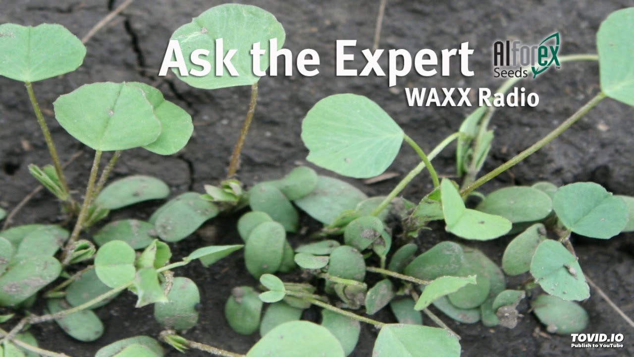 Ask The Alfalfa Expert - Alfalfa Germination, Planting Depths and Soil Temperature, 1/23/19