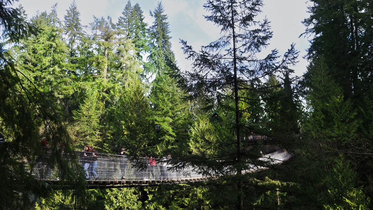 【加拿大打工日記】Capilano Suspension Bridge Park一日遊 - 吊橋晃到爆