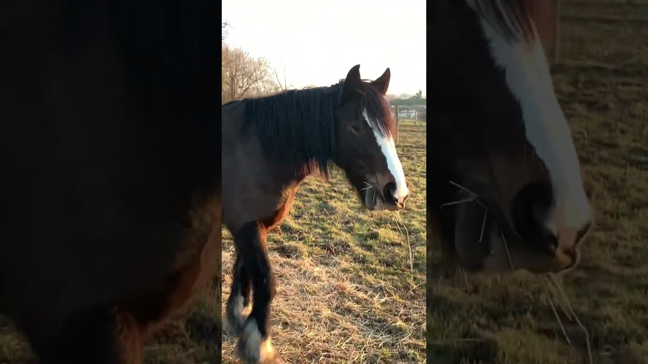 Horse eating grass 😝