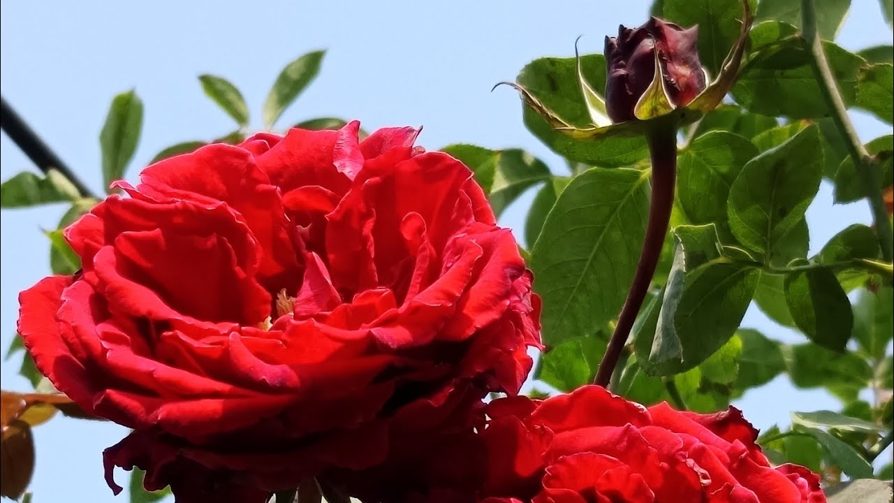 g malik garden is live Rose garden
