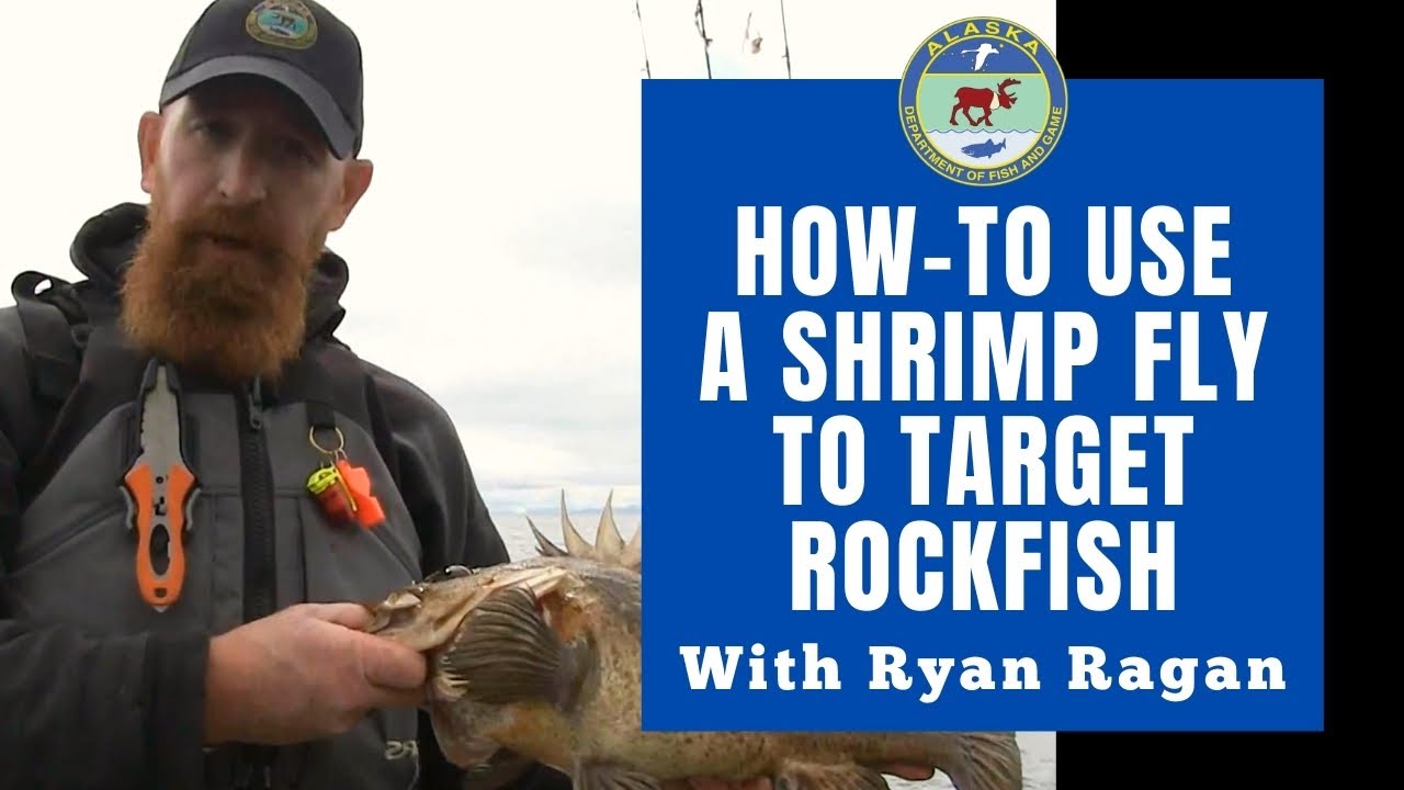 Using a Shrimp Fly to Target Rockfish