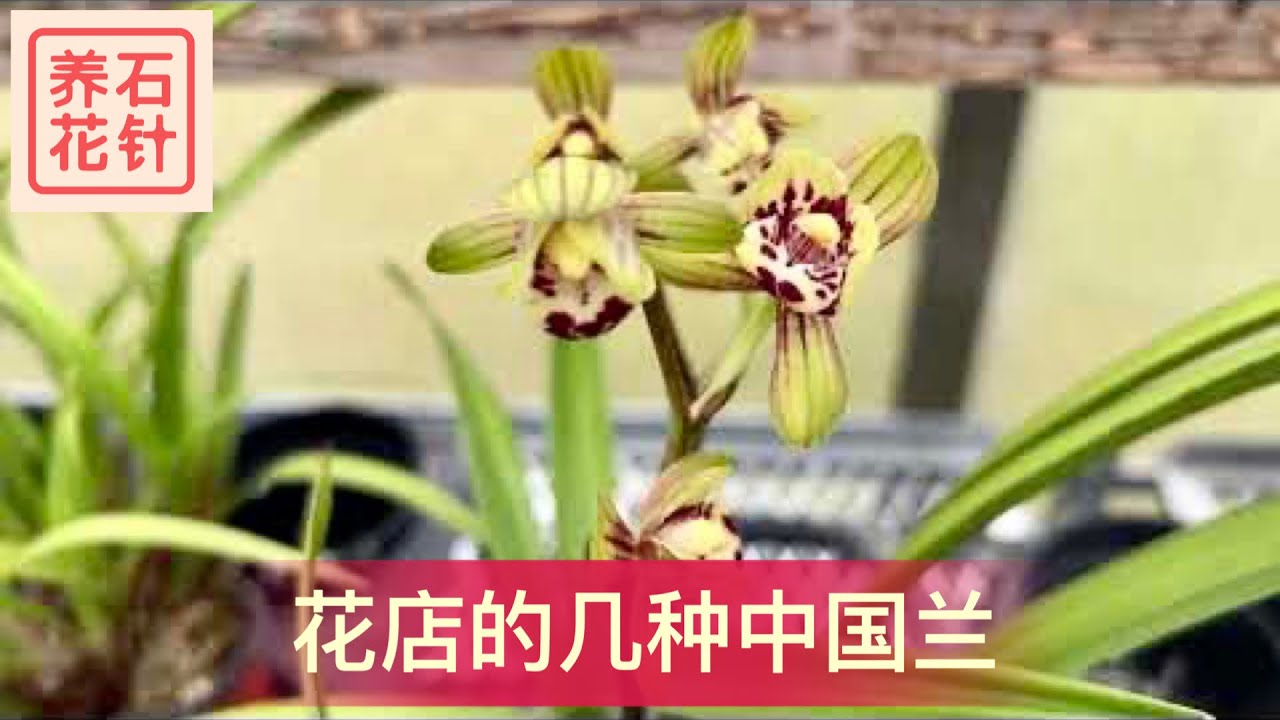 花店里的中国兰花 - 看看品种和价格 - 开花的很香