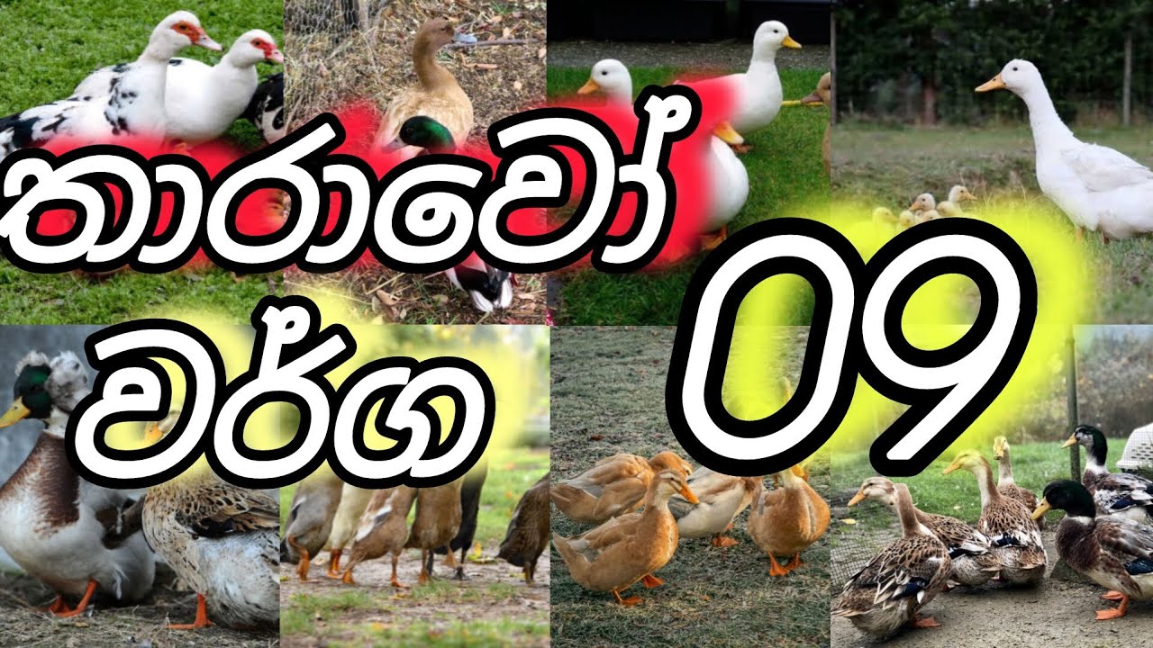 තාරාවන් වර්ග නවයක් බලමුද  | තාරා පාලනය | himasara farm | duck | sri lanka