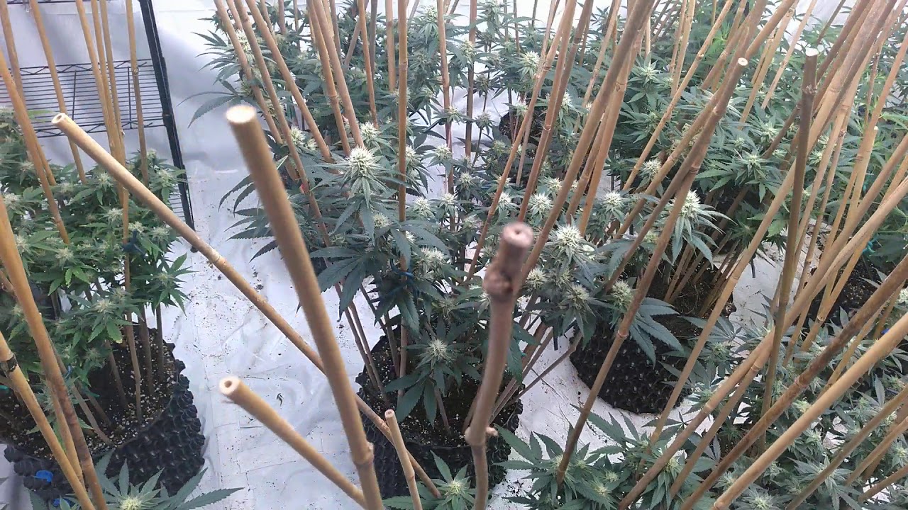 Durban Thai xC99