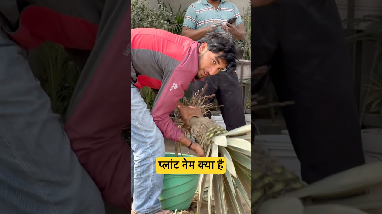 Plant repotting #foryou #gardening #garden #shorts #ytshorts #foryoupage #viral #flowers #yt