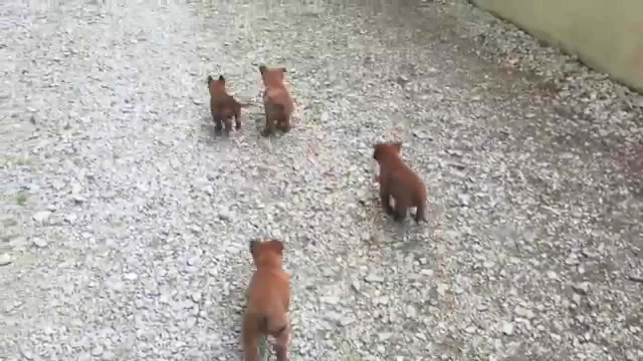Chiots malinois 6 semaines de Dina & Hot Dog - 2015