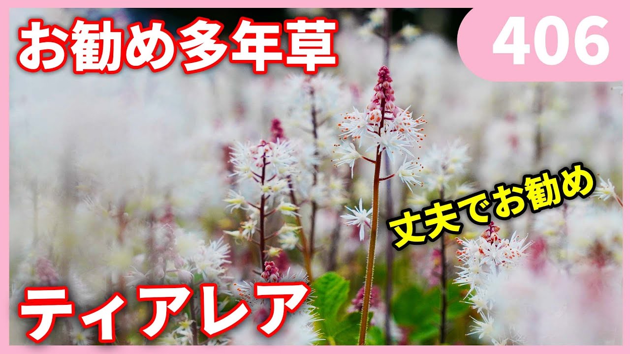 多年草ティアレアの育て方 by 園芸チャンネル 406 園芸 ガーデニング 初心者