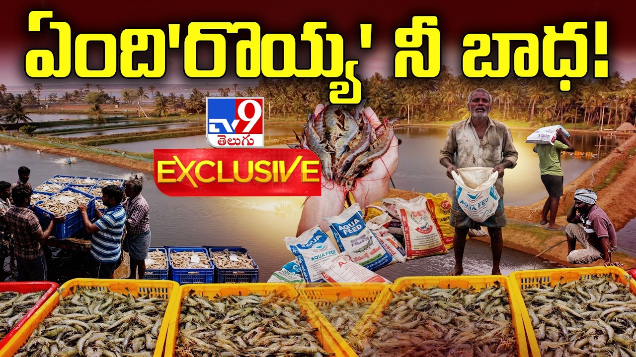 TV9 Exclusive : ఏంది'రొయ్య' నీ బాధ! | AP Aqua Crisis : Shrimp Farmers in Trouble
