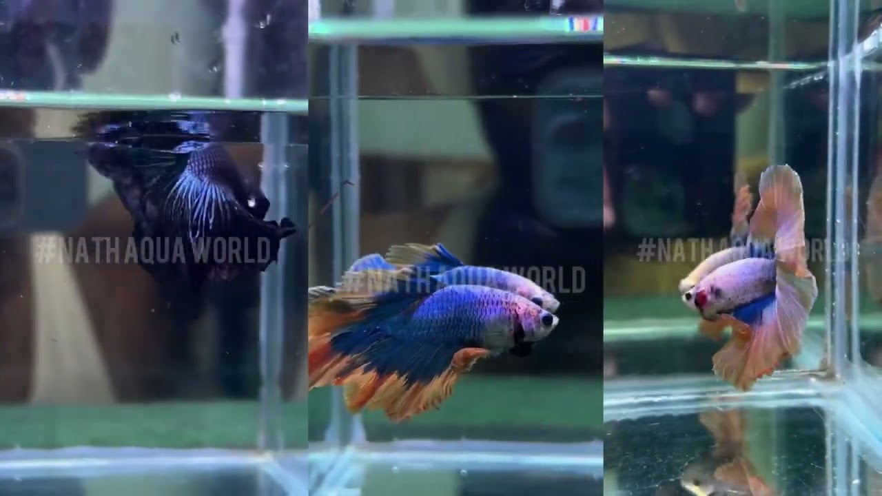 Imported Fullmoon betta fish #bettalovers #bettamulticolour #bettafish #betta #fighterfish #aquarium