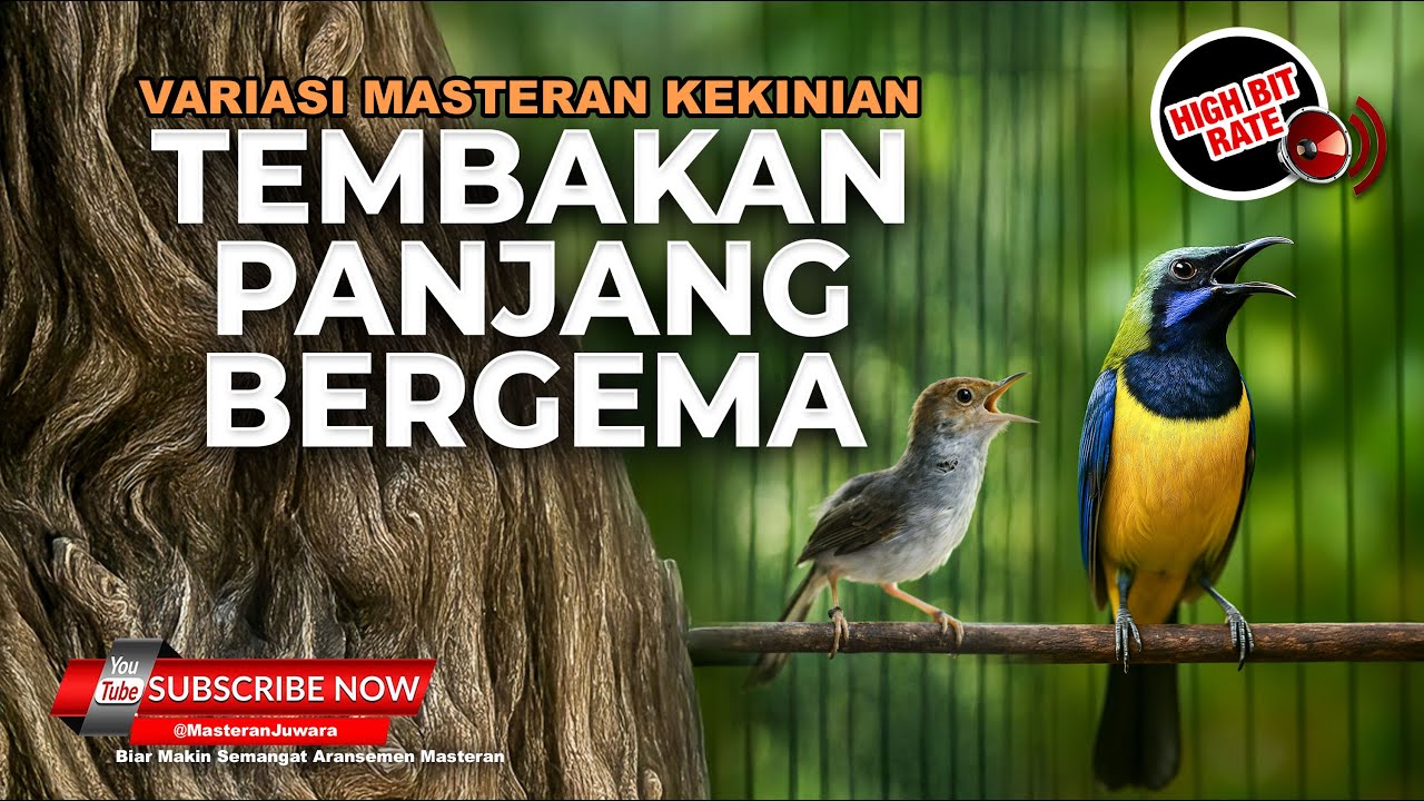 🔴 Live Tembakan Berkelas Panjang Prenjak Tir Gacor vs Cucak Cungkok Super Gacor Roll Speed