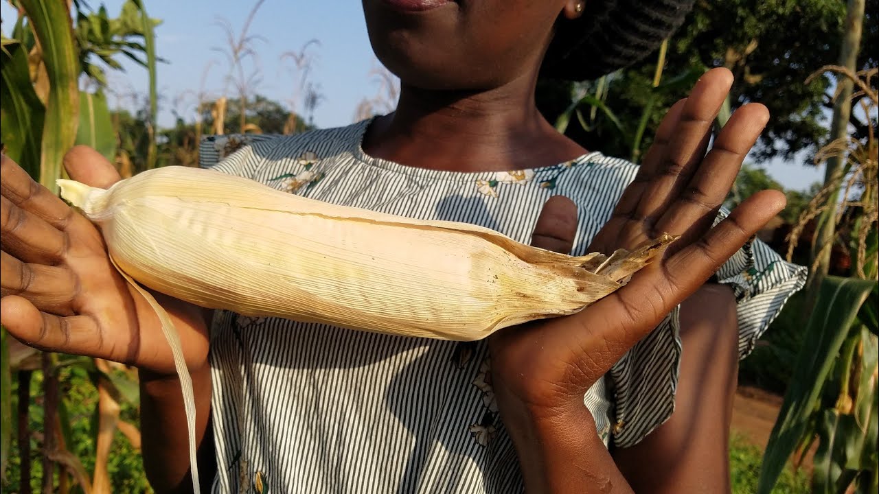 How you can Harvest Maize/Corn and Store it for a Year plus without Weavials