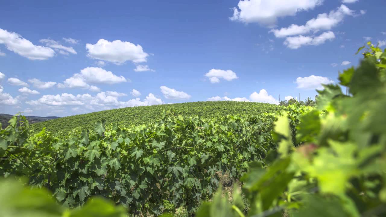 Badia a Coltibuono Wine Resort