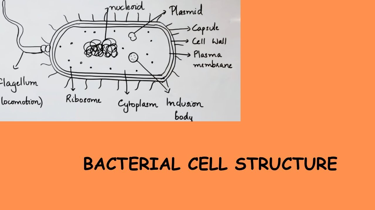 Bacterial Cell Structure - Part 1
