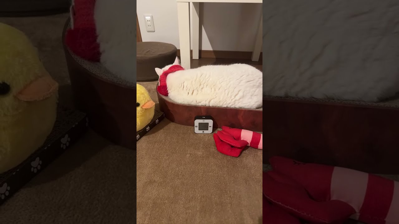 🔴Cat Live③‼️🇯🇵Jan 22, 2026寝顔😴生配信 #live #cat #scottishfold #猫 #قطة #кот #kucing #बिल्ली #gato #고양이