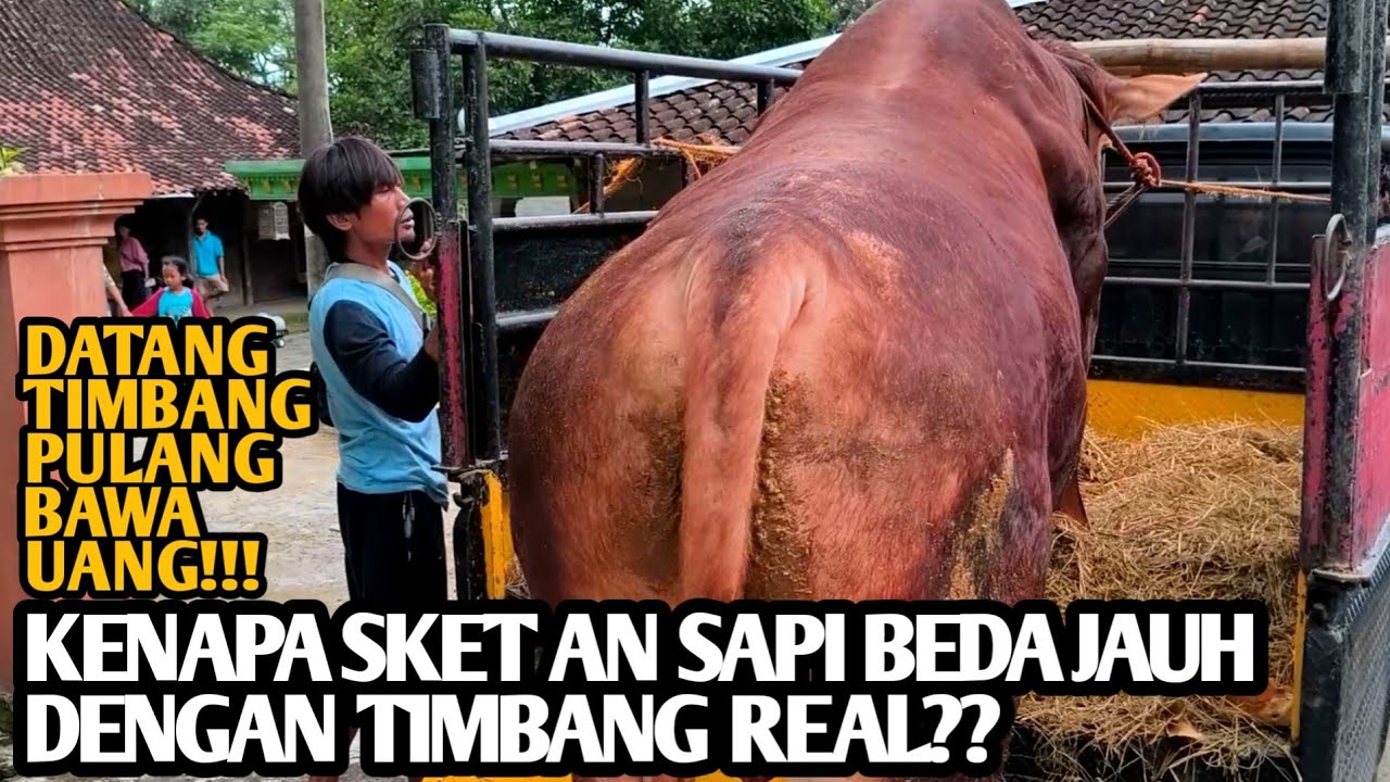 Sket an Sapi / Meteran Sapi Beda Jauh dengan Timbangan Real. Kenapa⁉️