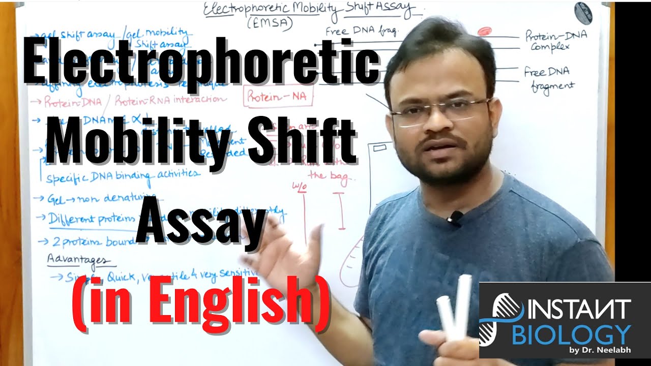 Electrophoretic Mobility Shift Assay (EMSA)