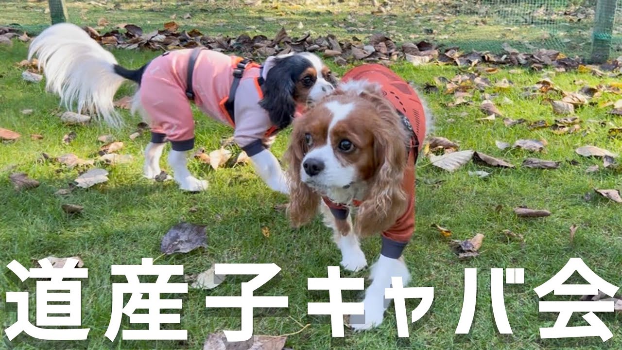 2025年10月4日キャバリアオフ会(6歳キャバリア)